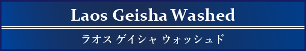 Laos Geisha Washed ���I�X �Q�C�V�� �E�H�b�V���h