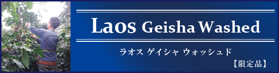 Laos Geisha Washed ���I�X �Q�C�V�� �E�H�b�V���h